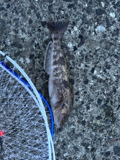 アイナメの釣果