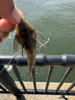 メゴチの釣果