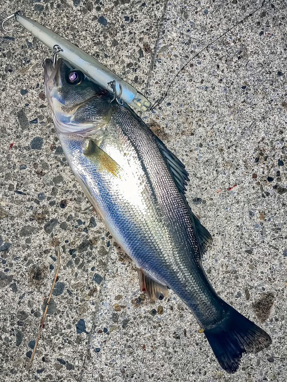 DAIWA 21モアザン ブランジーノ EX AGS 94MLの最安値・インプレ・釣果