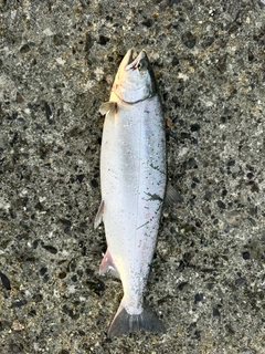 サクラマスの釣果