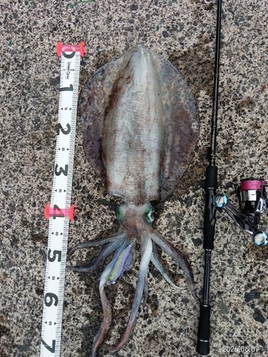 アオリイカの釣果
