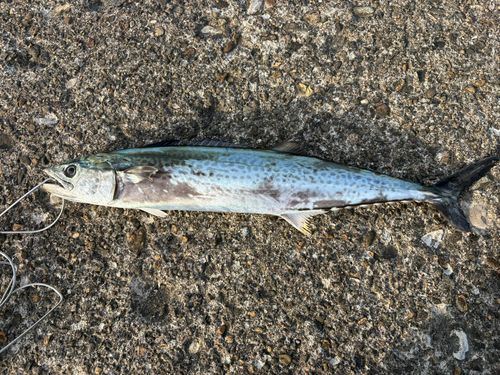 サゴシの釣果