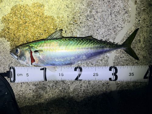 サバの釣果