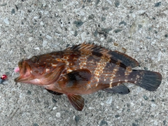 キジハタの釣果