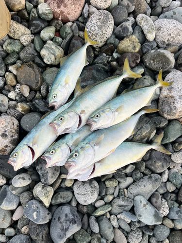 ワカシの釣果