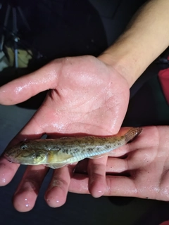 マハゼの釣果
