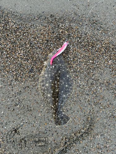 ソゲの釣果