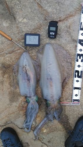 アオリイカの釣果
