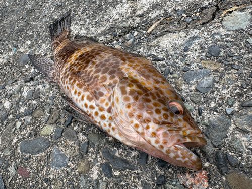 オオモンハタの釣果