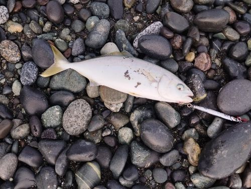 ワカシの釣果