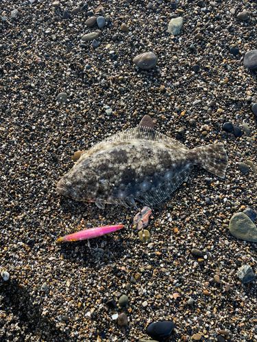 ヒラメの釣果