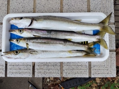 カマスの釣果