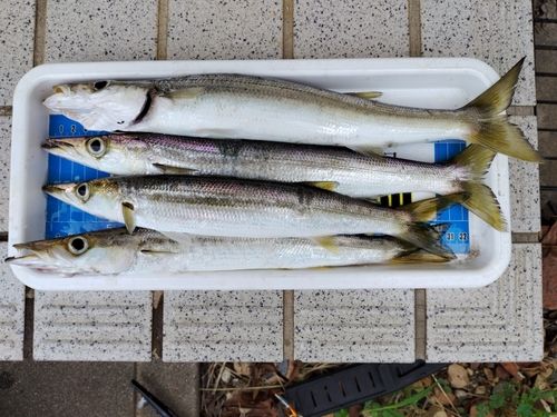 カマスの釣果