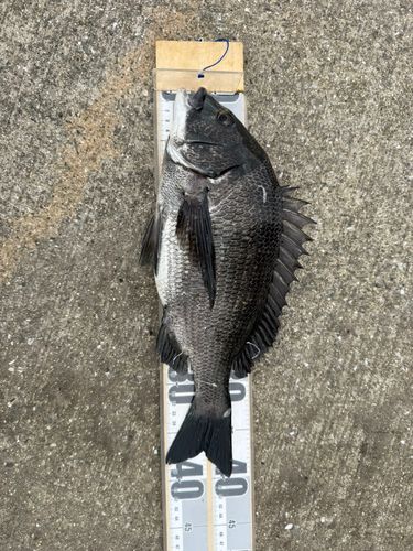 チヌの釣果