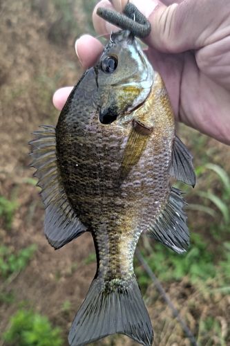 ブルーギルの釣果