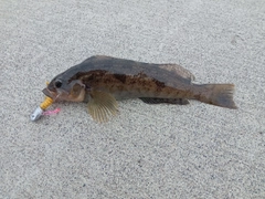 アブラコの釣果