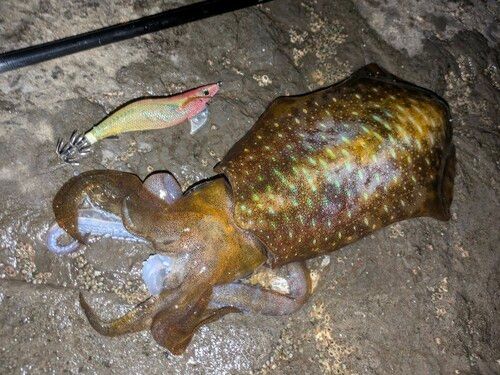 アオリイカの釣果