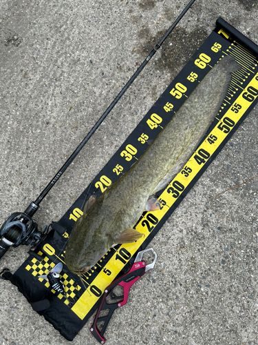 ナマズの釣果