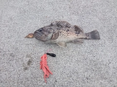 マゾイの釣果