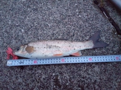 ウグイの釣果