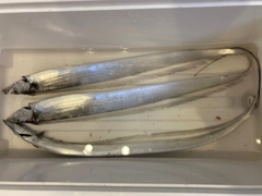 タチウオの釣果