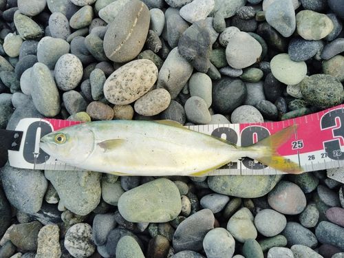 ワカシの釣果