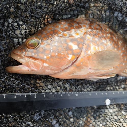 キジハタの釣果
