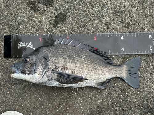 チヌの釣果
