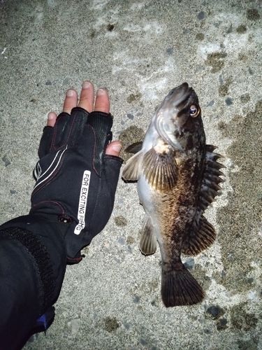 クロソイの釣果