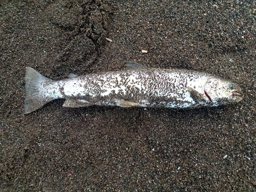 アメマスの釣果