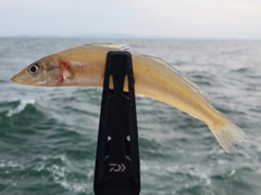 キスの釣果