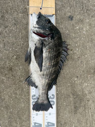 チヌの釣果