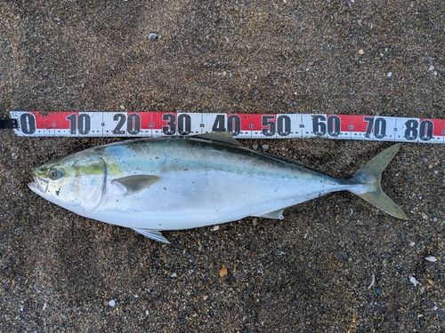 ワラサの釣果