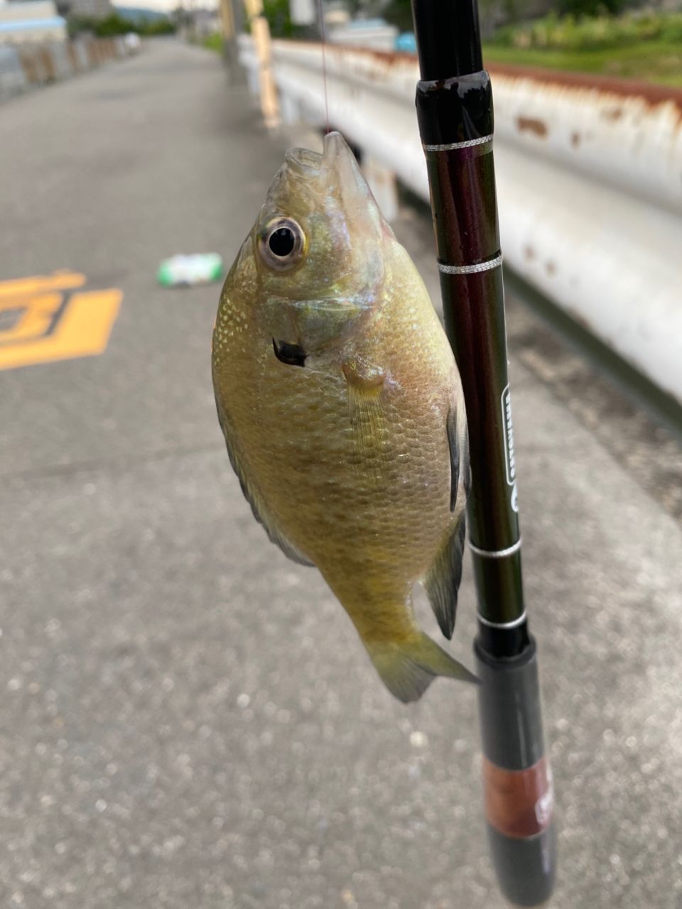 親父アングラーさんの2026年06月07日(日)の釣行(大阪府 - 淀川