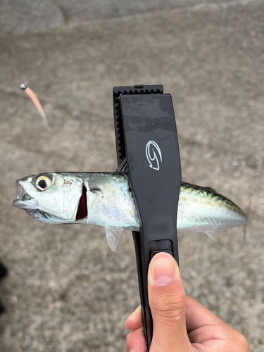 マサバの釣果
