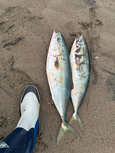 ワラサの釣果