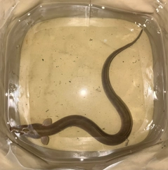 ウナギの釣果