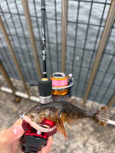 東京湾（富津〜金谷）で釣れたハゼの釣り・釣果情報 - アングラーズ