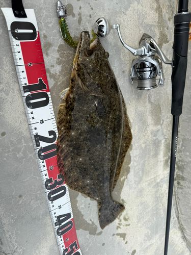 ヒラメの釣果