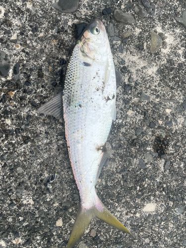コノシロの釣果