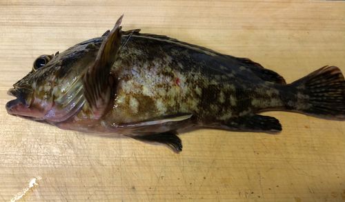 カサゴの釣果