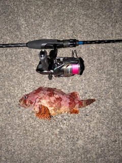 ヨロイメバルの釣果