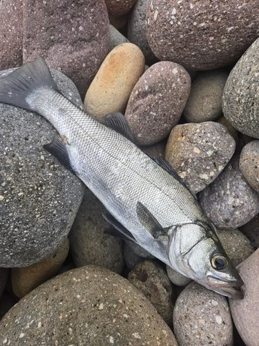 セイゴ（ヒラスズキ）の釣果