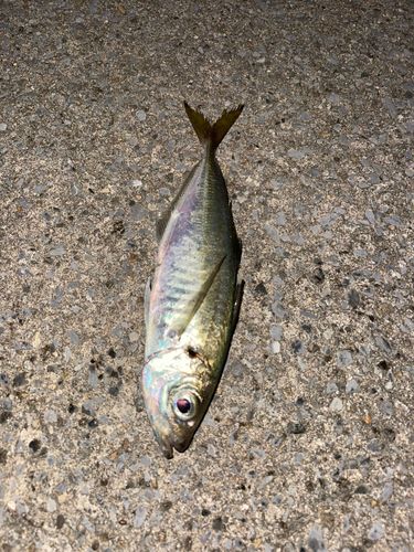 マアジの釣果