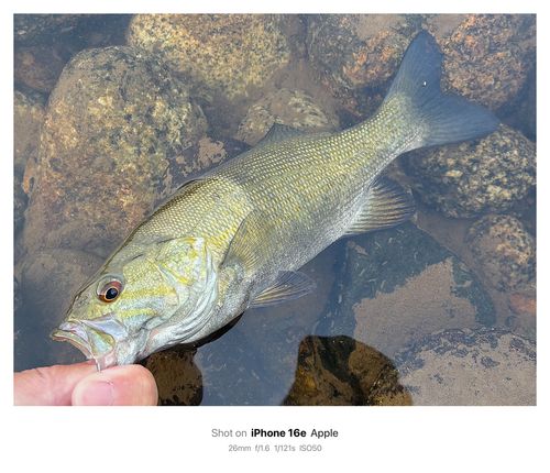 スモールマウスバスの釣果