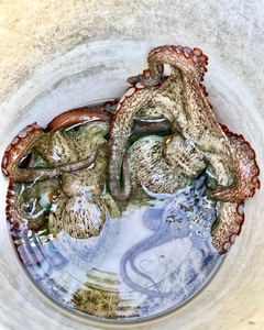 マダコの釣果