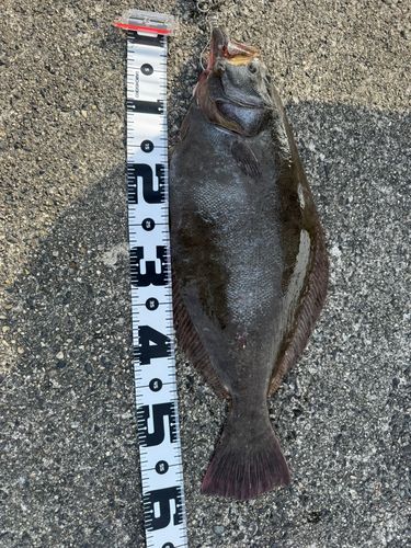 ヒラメの釣果