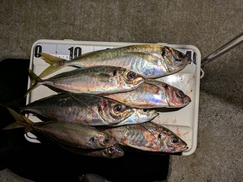 マアジの釣果