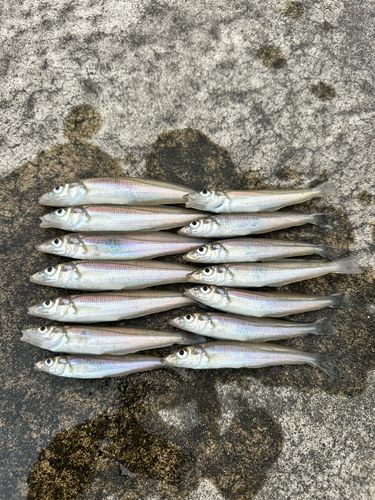 キスの釣果