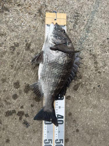 チヌの釣果